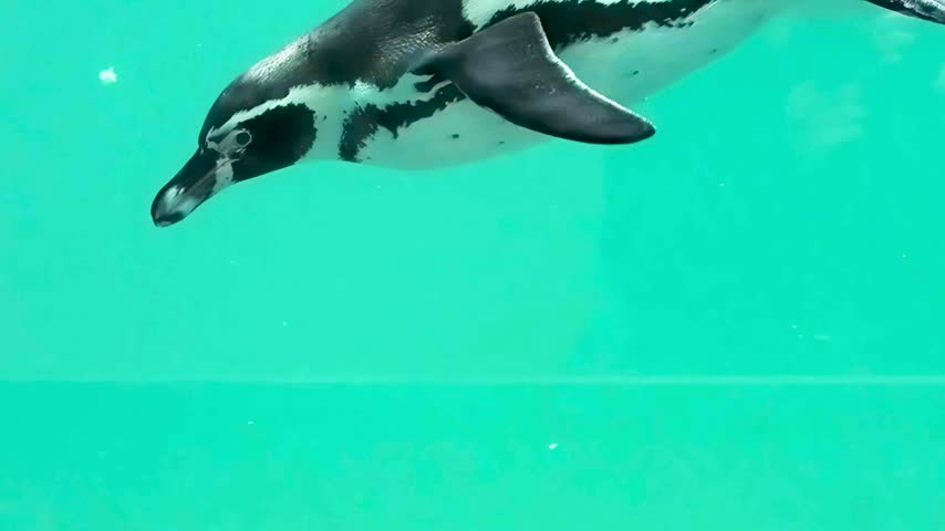 Humboldt penguin diving down underwater in clear turquoise water. slow motion