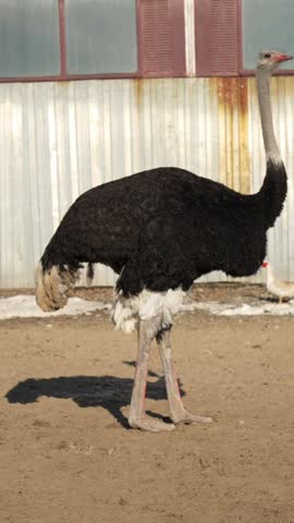 Vertical close up shot of a curious ostrich head and long neck looking directly at the camera on a farm.