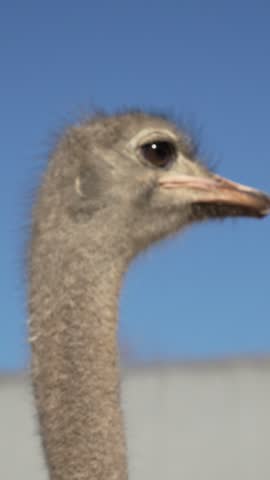 Vertical extreme close up shot of an ostrich head and eye with clear blue sky in the background.