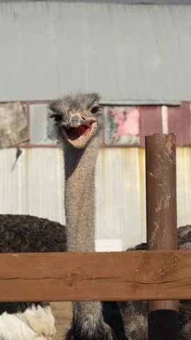 Vertical extreme close up shot of an ostrich head and eye with clear blue sky in the background.