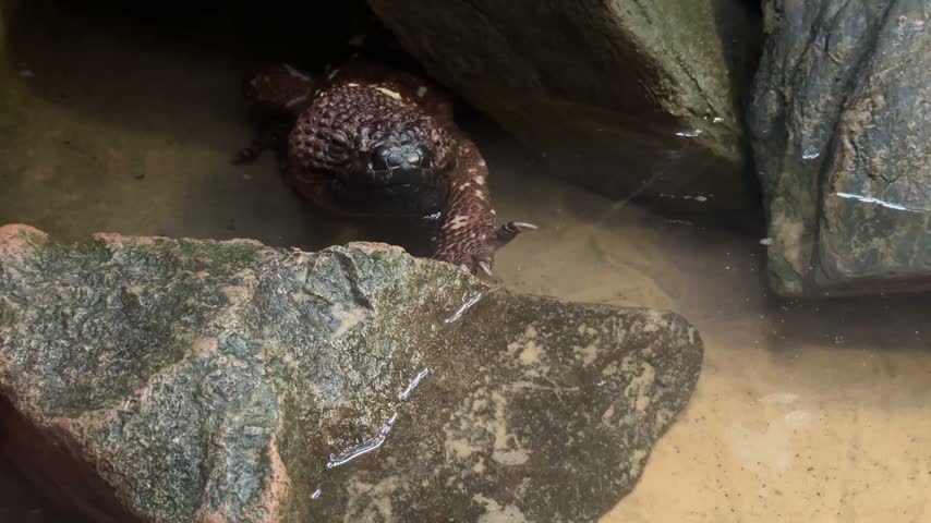 Gila monster Heloderma suspectum among rocks in desert habitat of southwestern United States and Mexico. Venomous lizard wildlife study for zoology, biology, ecology, observation and science research.