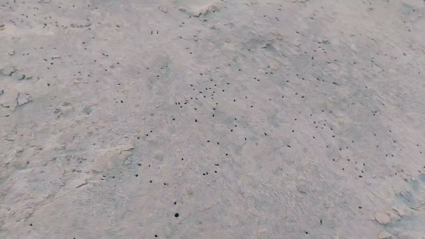 Observing small biological tunnels carved into muddy terrain reveals fascinating ecological interactions. A wooden stick gently probes the wet surface to uncover hidden underground activity. Tiny crustacean burrows scatter across the damp ground near river shores. This intriguing footage highlights detailed close up discoveries of natural wildlife habitats.