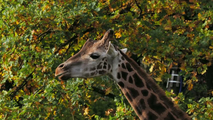 Side profile of a giraffe head with autumn trees background. slow motion