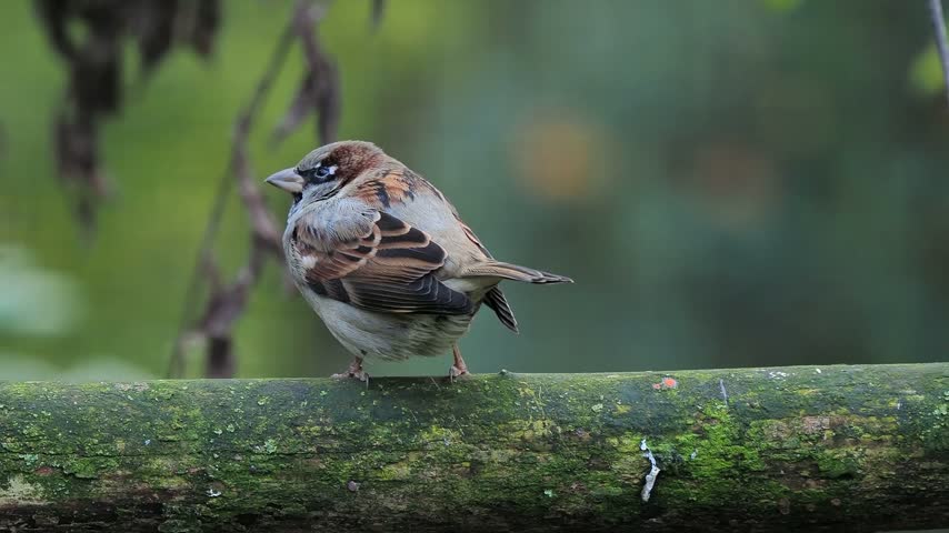 Close-up of a male house sparrow perched on a mossy branch.
