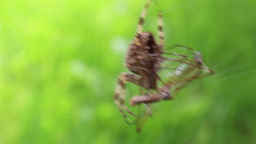 European Garden Spider (Araneus Diadematus) Catching a Crane Fly Insect Prey in Web.