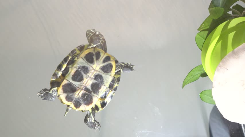 A woman smiles while looking at a turtle in an aquarium. The turtle swims below the surface and appears curious. Plants surround the tank.