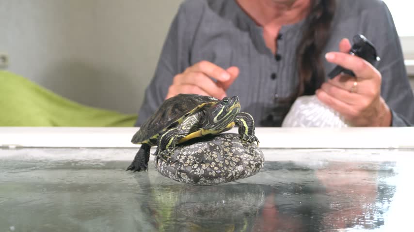 A person interacts with a turtle that is sitting on a rock in an indoor area. The person appears focused on the turtle while holding an object in their hand.