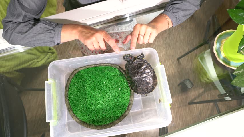 A woman points at a turtle inside a clear container with a green mat placed on a table at her home. The setting includes indoor plants and a window.