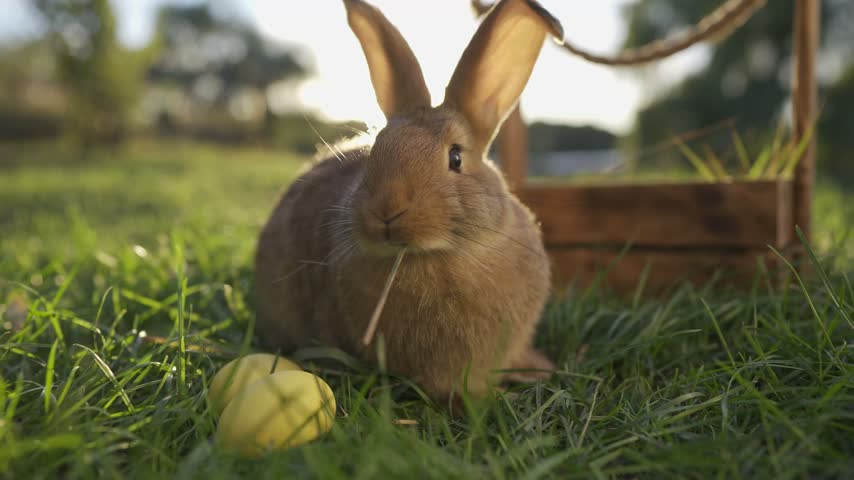 Easter rabbit egg courtyard. The brown rabbit sits in the grass, nibbling on a piece of straw while a yellow egg rests nearby. The rabbit is surrounded by soft grass and a wooden basket.