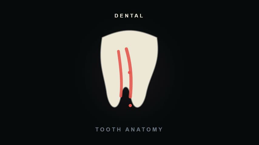 Tooth cross section with dentin and pulp labels and a blood supply on a dark background. Full HD medical animation for dental anatomy and dentistry education.