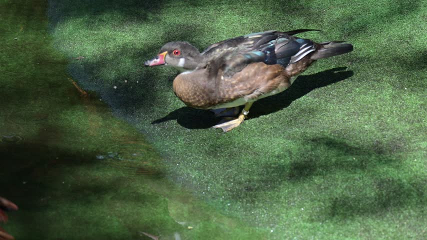 Male Wood Duck Dringking from Pond