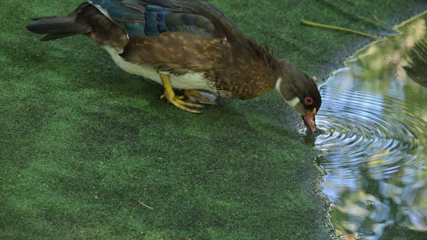 Close-op of Male Wood Duck Drinking