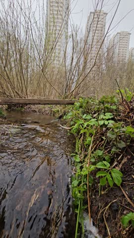 Small stream flows through a city park. Bare branches frame the water surface. Modern high-rises stand behind the greenery. The streambed shows rocks and mossy edges. Water rushes gently over stones