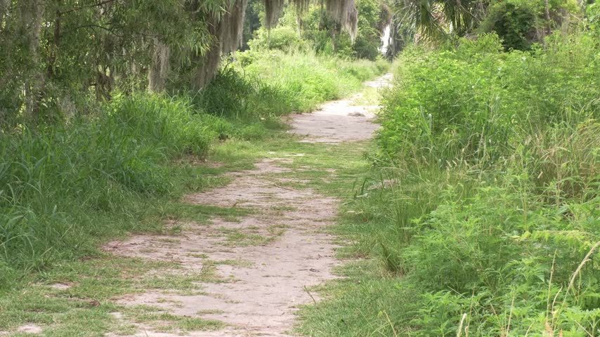  Lage Alligator Crossing Park Trail in Florida Wetlands.