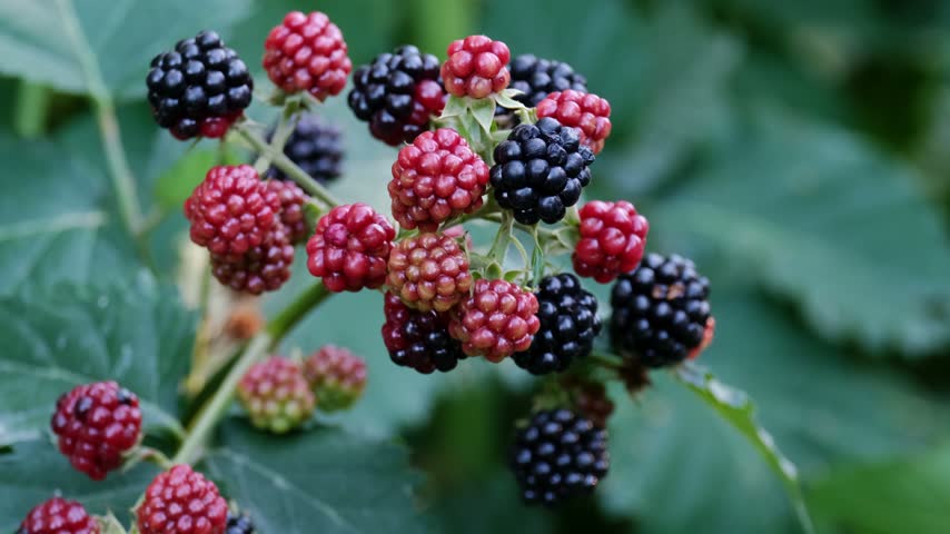 Farmer hand picking ripe black blackberries from bush in organic garden, macro close up shot