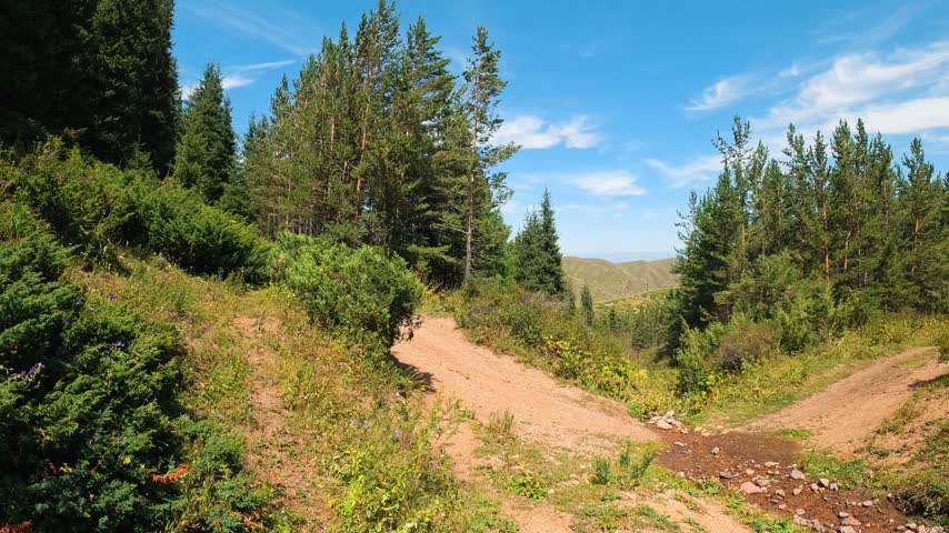 Dirt road in mountain forest