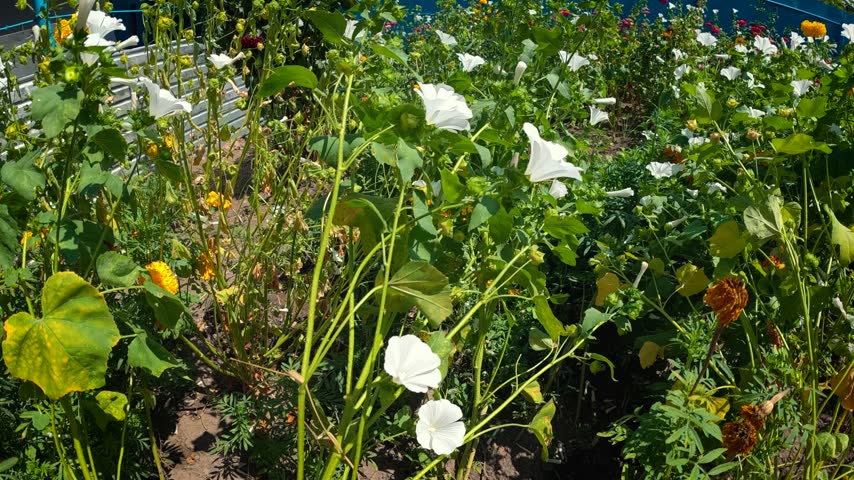 White flowers in summer garden