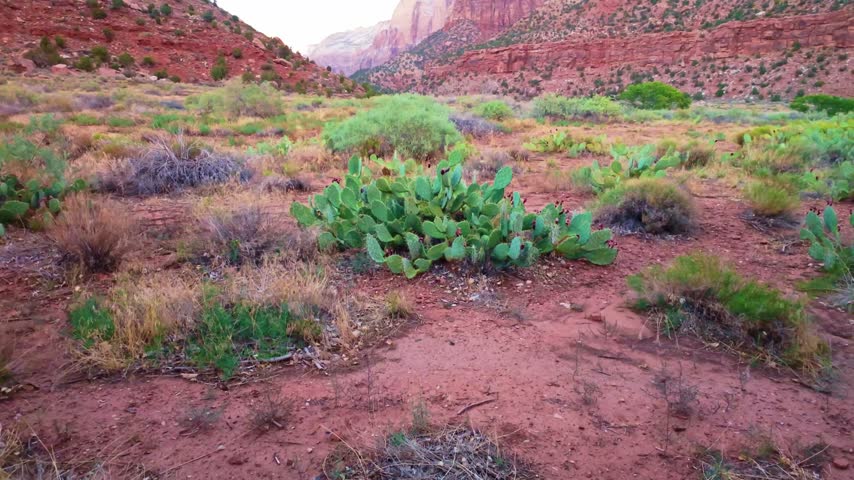 Golden sunset light highlights the red cliffs over desert cactus landscape of Zion National Park
