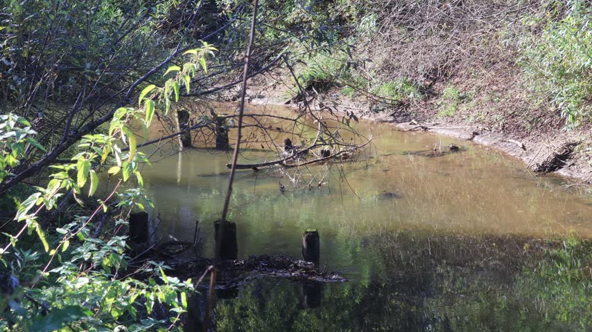 A small river in a Northeastern European forest on a sunny autumn day.