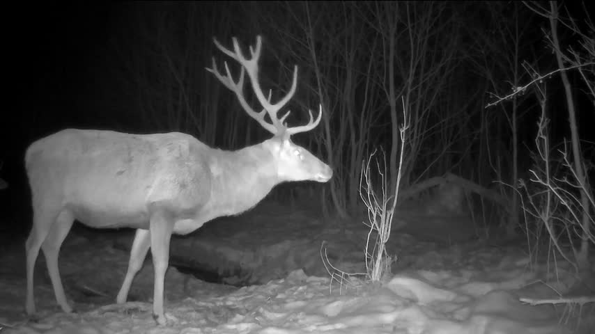 A red deer stag with large antlers standing alert and watching its surroundings at night. The wild male deer is captured by a wildlife camera in a natural forest habitat.