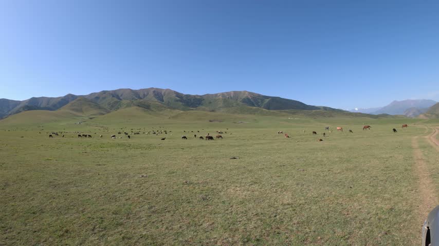 Horses grazing on mountain pasture