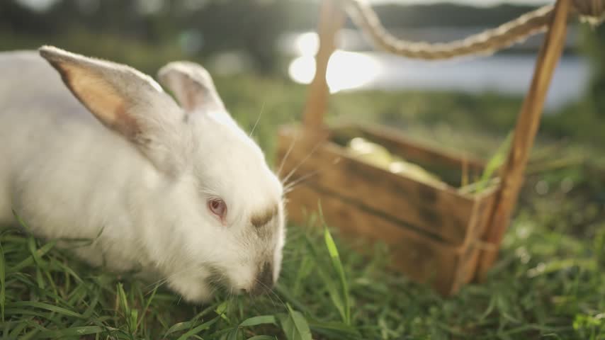 Easter bunny rabbit egg. A rabbit grazes in the grass, while another rabbit explores nearby. The basket rests in the grass near the rabbits, with a scenic backdrop.