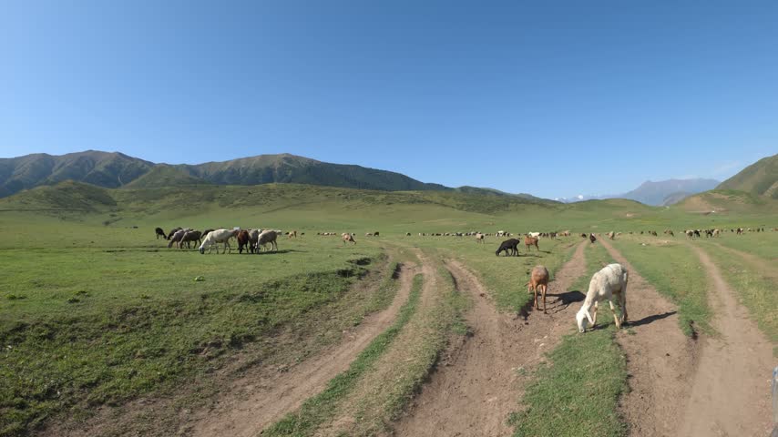 Sheep grazing on mountain pasture