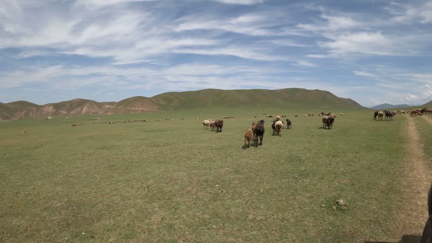 Sheep grazing on green pasture