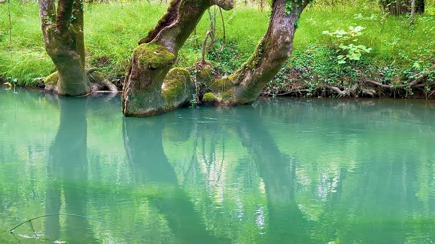  Mossy trees over emerald forest creek — calm reflections
