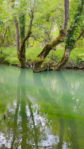 Mossy trees over emerald forest creek — calm reflections