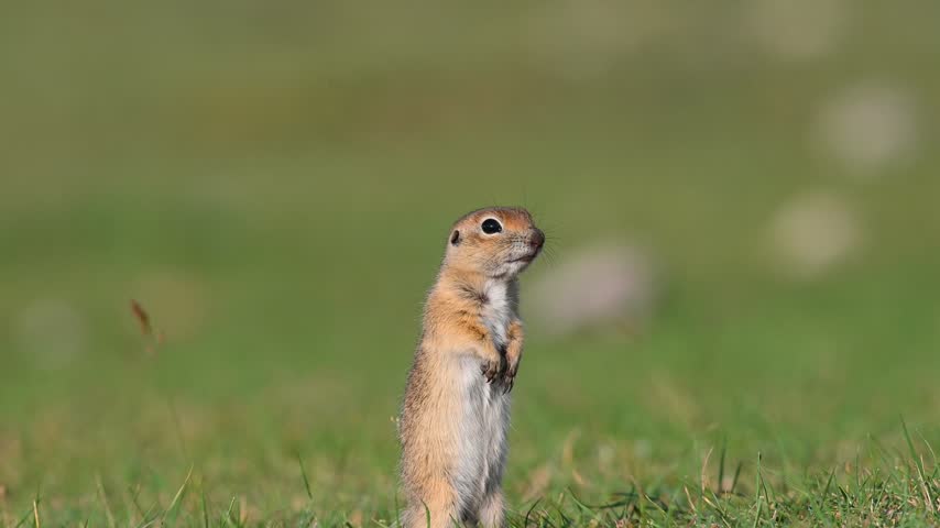 The Anatolian ground squirrel (Spermophilus xanthoprymnus) stands upright on its hind legs on the green grass, surveying its surroundings and looking around intently.	
