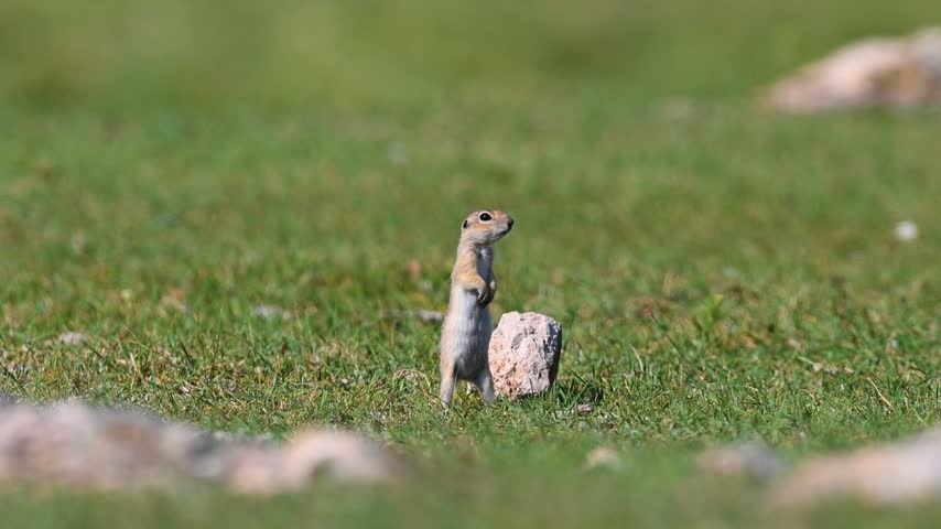 An Anatolian ground squirrel (Spermophilus xanthoprymnus) stands on its hind legs in a green meadow, surveying its surroundings in its natural habitat.