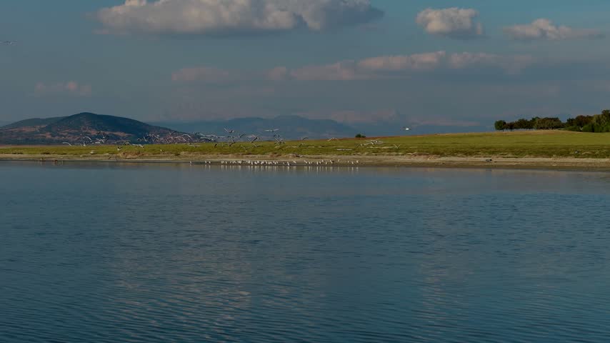 Footage of a flock of seagulls resting in a wetland and suddenly taking flight all at once, showing their natural habitat and the moment they take flight.