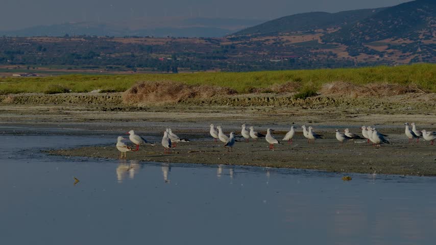 Footage of a flock of seagulls resting in a wetland and suddenly taking flight all at once, showing their natural habitat and the moment they take flight.