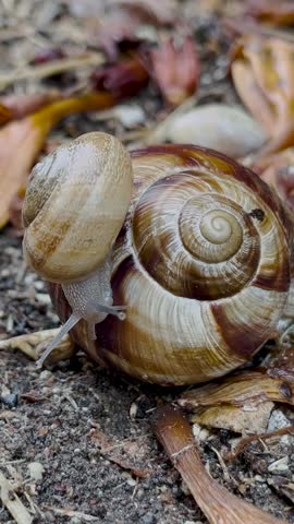 A macro shot of a small snail slowly crawling across a large snail shell.	

