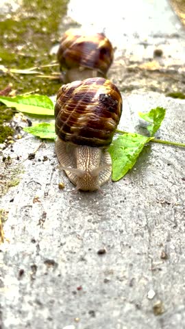A macro shot of a snail slowly moving toward the camera on a stone surface.