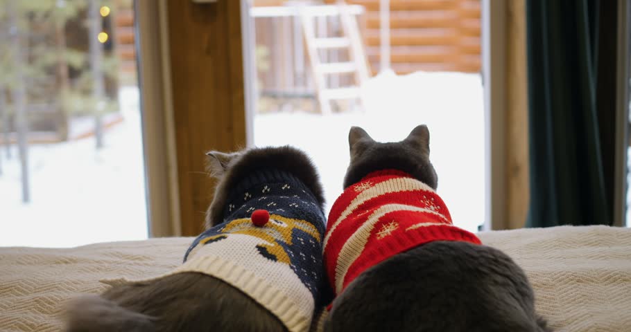 Two cats wearing festive Christmas sweaters rest side by side on cozy bed, watching snowy winter scenery through large cabin window while enjoying peaceful seasonal pet companionship indoors.