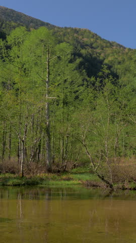 Tashiro Pond Marsh and Fresh Green Forest Vertical Video