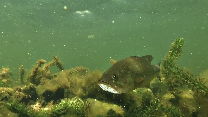 A largemouth bass hangs motionless above submerged plants. It then swims past in profile and disappears from the frame. Underwater view of a freshwater predator.