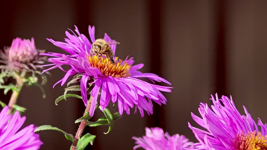 Close-up of a honey bee collecting pollen from a vibrant purple aster flower swaying gently in the wind.