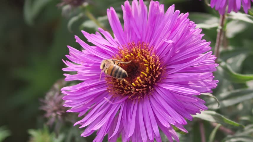 Close-up of a hardworking honey bee on a purple aster flower that begins to sway strongly in the increasing wind.