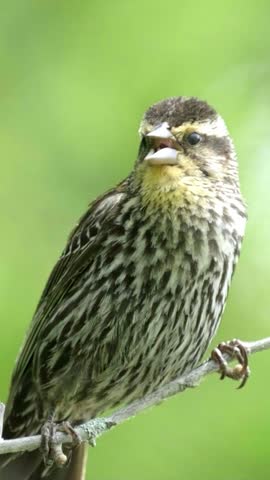 A close-up of a female red-winged blackbird calling on a thin branch.