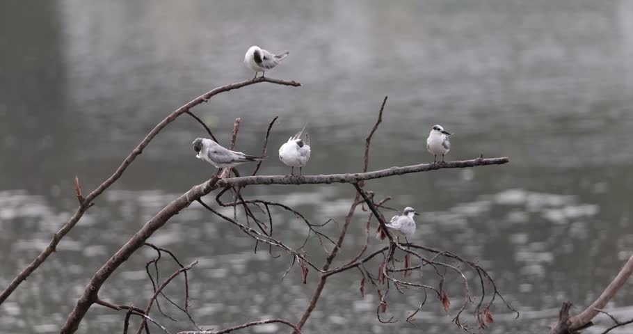 Seagull colony resting on muddy riverbank, one bird coming in to land