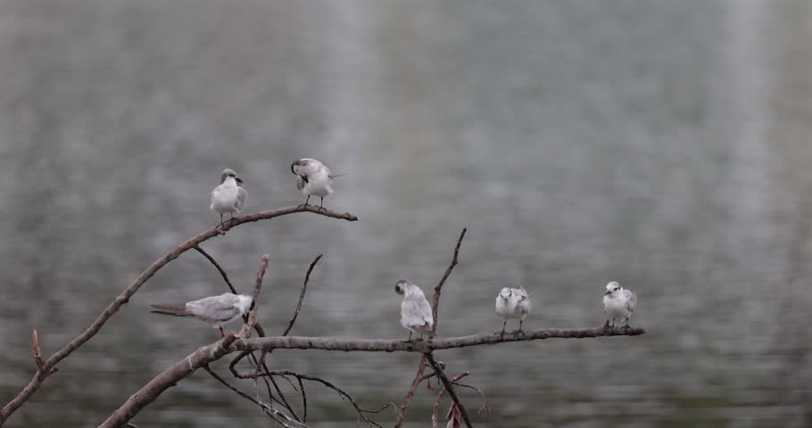 Seagull colony resting on muddy riverbank, one bird coming in to land