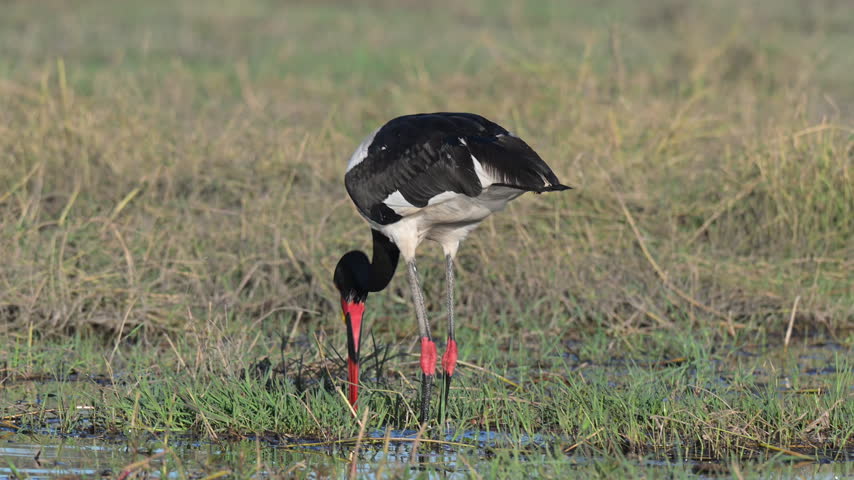 Saddle‑billed stork wading in the Okavango Delta wetlands
