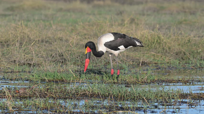 Saddle‑billed stork wading in the Okavango Delta wetlands