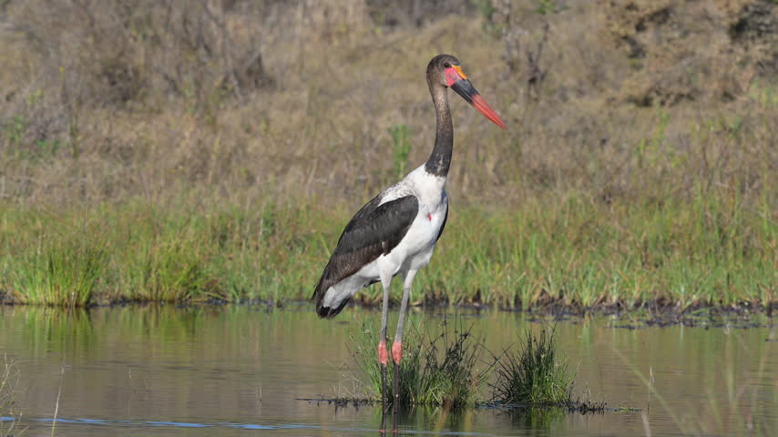 Saddle‑billed stork wading in the Okavango Delta wetlands