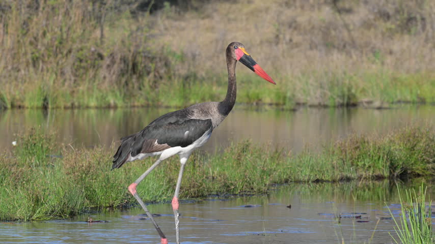 Saddle‑billed stork wading in the Okavango Delta wetlands