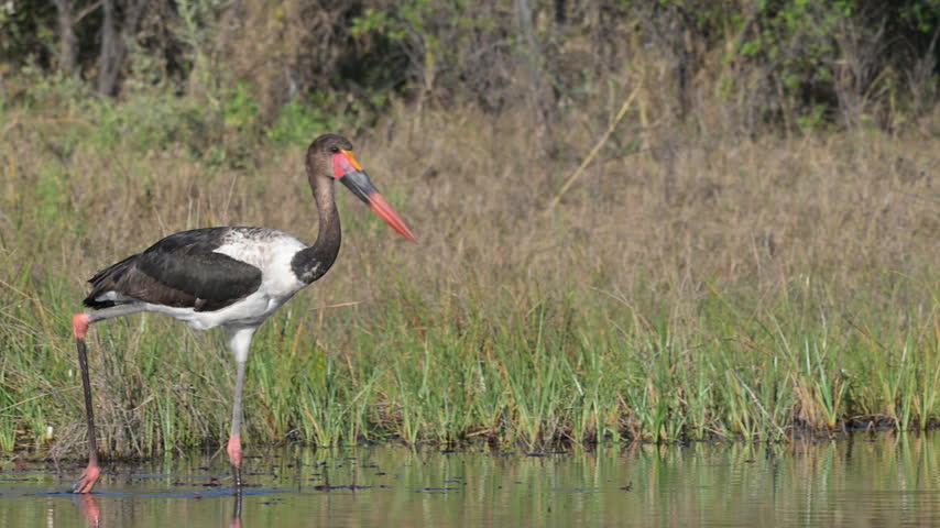 Saddle‑billed stork wading in the Okavango Delta wetlands