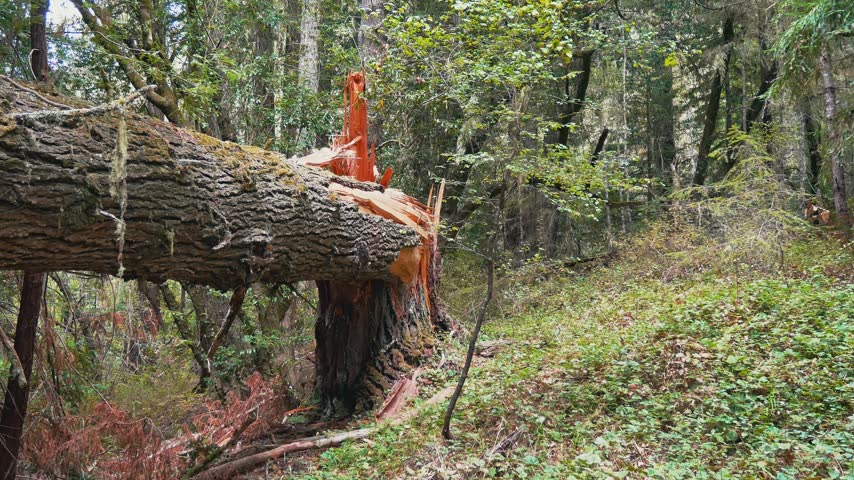 Fallen Tree Trunk in Dense Forest